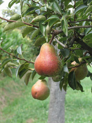 Red pears hanging on the tree . Tuscany, Italy