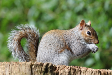 Naklejka na ściany i meble Close up of a young Grey Squirrel