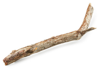 Tree branch