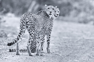 Two cheetah brothers walk in a road looking for prey