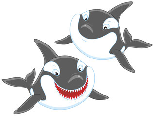 Naklejka premium Killer whales