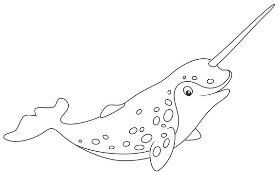 Arctic narwhal 