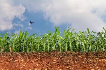 seedling corn field on red lateritic soil cross section with plane and nice sky