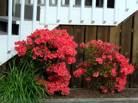 South Bethany the azalea 2016