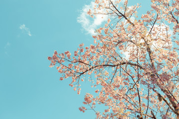 Wild Himalayan Cherry spring blossom