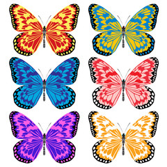 Fototapeta na wymiar multicolored butterflies. Insects pleased with its appearance and color.