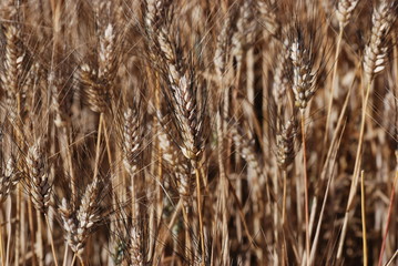 Fototapeta premium céreales