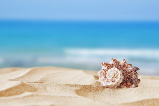 Image of tropical sandy beach and seashell