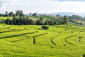 Green rice field in Thailand