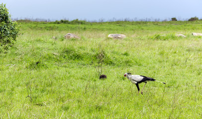 Obraz na płótnie Canvas Secretary Bird (Sagittarius serpentarius) in the savannah at Tarangire National Park, Tanzania.Secretary birds are endemic to Sub-Saharan Africa and are non-migratory.