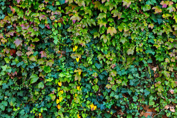 leaves of ivy covering the wall - obrazy, fototapety, plakaty