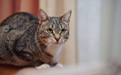 Angry gray striped cat.