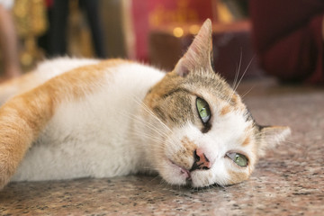 Bored cat lying on the floor.