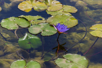 Mysterious water lilies on the lake surface