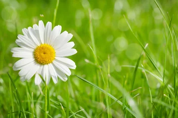 Photo sur Plexiglas Marguerites Fleur de camomille sur terrain en herbe