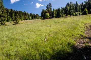 mountain meadow with forest around above Vychylovka village in Kysucke Beskydy mountains near slovakian-polish boundaries with blue sky and clouds