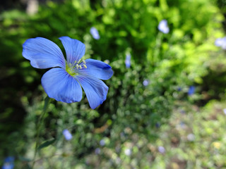 Flower blue len close-up
