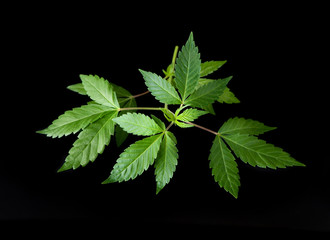 Medical marihauna leaves