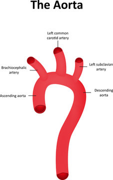 The Aorta Labeled Diagram