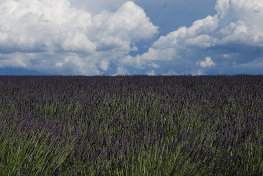 lavande