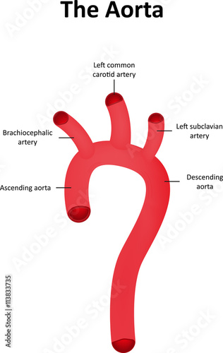 Aorta Diagram Aorta Diagram