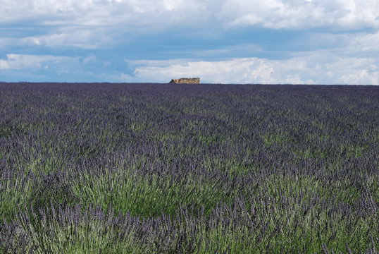 lavande