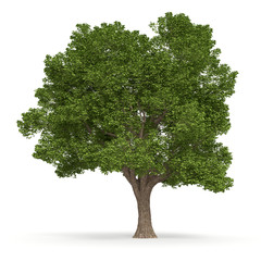 Drzewo_1
