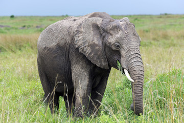 Fototapeta na wymiar Young African bush elephant (Loxodonta africana) grazing in the meadows of the savanna in Tarangire National Park, Tanzania.