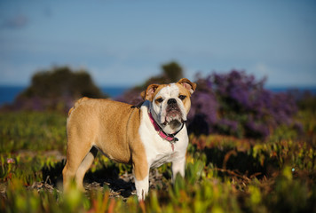 English Bulldog standing in field of ice plant and spring purple flowers with blue sky