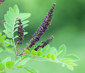 Flower shrubs, flora, (Amorpha fruticosa L. - latin).