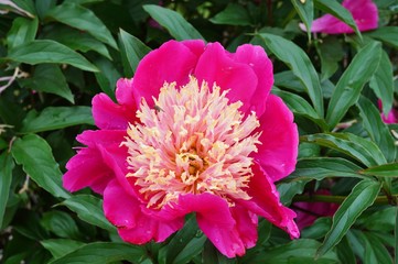 Pink Tom Cat peony flower with a yellow center