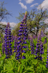 Obraz premium Field of big violet lupines longing for blue sky