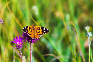 butterfly on a flower meadow, nature background
