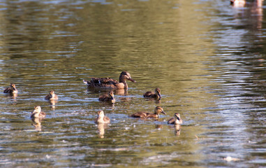 Duck and ducklings