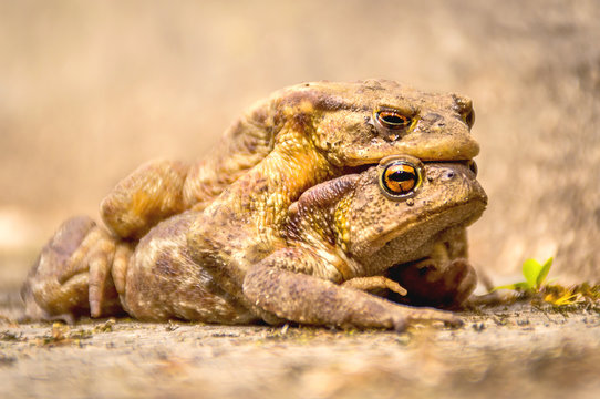 Two brown frogs mating, artistic selective focus