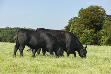 Registered black Angus cow with Black Angus bull calf © Suzanne Wright
