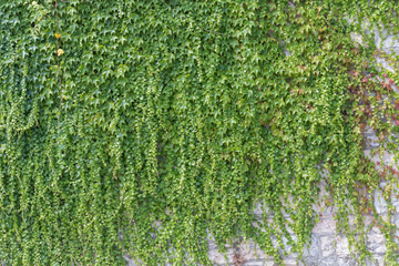 ivy leaves on wall