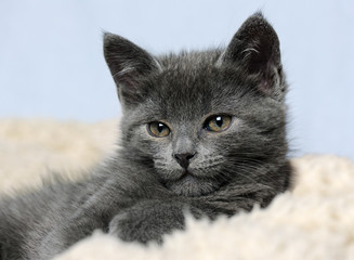 cute grey kitty