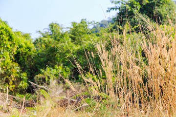 natural background
