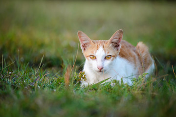 Naklejka na ściany i meble Close up of Thai cat lying on the grass,look at camera,selective focus of eye cat