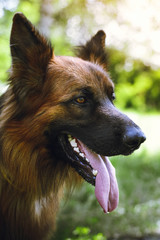Beautiful dog, a German shepherd closeup
