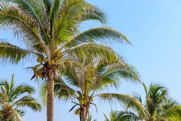 Fototapeta na wymiar coconut palm trees and blue sky 