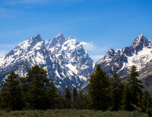 Obraz premium Snowcapped Grand Tetons Mountain Peaks, Towering over the wilderness Forest in Wyoming