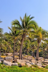 Obraz premium Palm trees. Tropical Seaside.