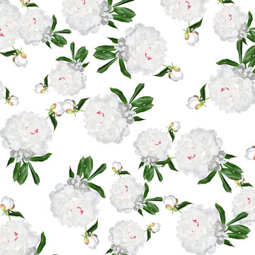 Delicate floral background. Peonies 