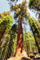 Fototapeta na wymiar Giant sequoia trees in Sequoia National Park, California