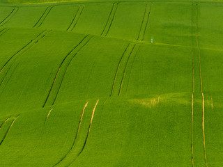 Green fields on hills with trails from tractor