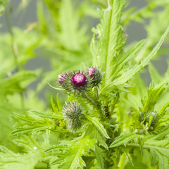 Blooming Thistle, Carduus, flower and buds macro with bokeh background, selective focus, shallow DOF