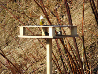 Chickadee and Greenfinch at trough