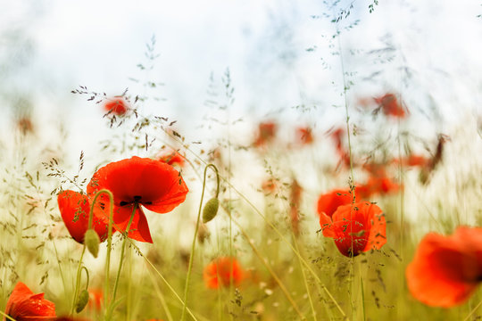 Sommeranfang - Mohnblumen im hohen Gras